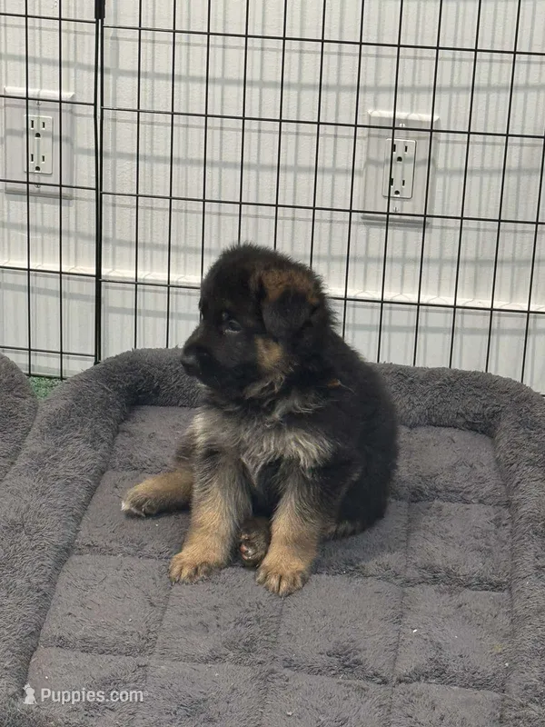 German shepherd – German Shepherd Dog puppy for sale in Reseda, CA