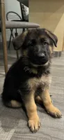 German shepherd, a male German Shepherd Dog for sale in Reseda, CA – 4 of 5