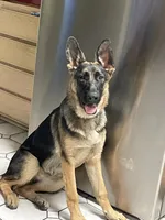 German shepherd, a male German Shepherd Dog for sale in Reseda, CA – 3 of 5