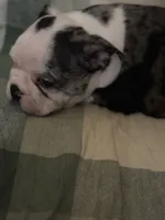 River, a male Boston Terrier for sale in De Soto, MO – 3 of 5