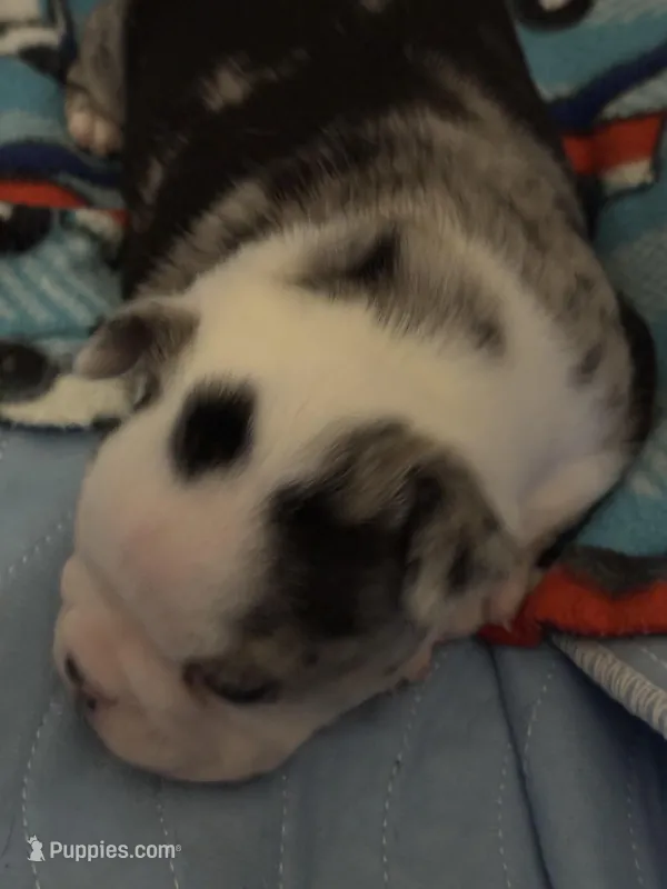 Male Boston terrier  – Boston Terrier puppy for sale in De Soto, MO
