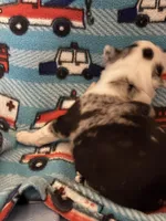 Male Boston terrier , a male Boston Terrier for sale in De Soto, MO – Photo 6 of 8