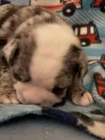 Female Boston terrier , a female Boston Terrier for sale in De Soto, MO – Photo 4 of 10