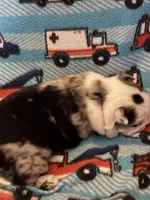 Male Boston terrier , a male Boston Terrier for sale in De Soto, MO – Photo 7 of 8