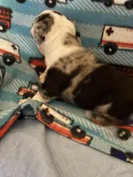 Male Boston terrier , a male Boston Terrier for sale in De Soto, MO – Photo 5 of 8