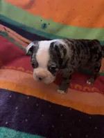 Willow, a female Boston Terrier for sale in De Soto, MO – 5 of 10