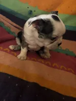 River, a male Boston Terrier for sale in De Soto, MO – 7 of 10