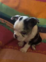 River, a male Boston Terrier for sale in De Soto, MO – 8 of 10