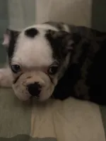 River, a male Boston Terrier for sale in De Soto, MO – 4 of 5