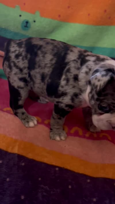 Willow, a female Boston Terrier for sale in De Soto, MO – 3 of 10
