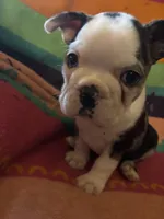 River, a male Boston Terrier for sale in De Soto, MO – 6 of 10