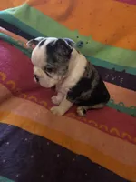 River, a male Boston Terrier for sale in De Soto, MO – 10 of 10