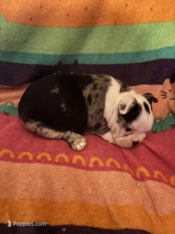 River – Boston Terrier puppy for sale in De Soto, MO