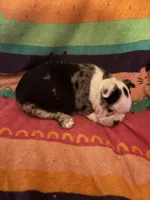 River, a male Boston Terrier for sale in De Soto, MO – 1 of 10