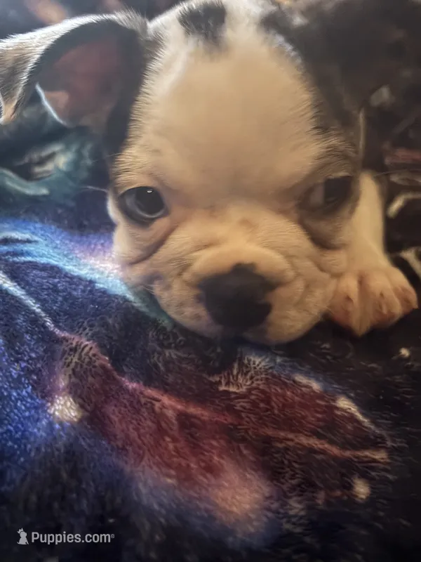 River – Boston Terrier puppy for sale in De Soto, MO