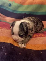 Willow, a female Boston Terrier for sale in De Soto, MO – 1 of 10