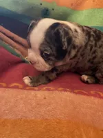 Willow, a female Boston Terrier for sale in De Soto, MO – 2 of 10