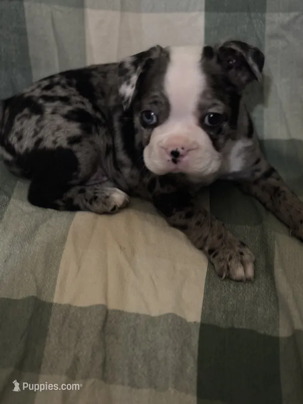 Willow – Boston Terrier puppy for sale in De Soto, MO