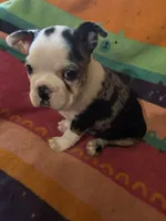 River, a male Boston Terrier for sale in De Soto, MO – 9 of 10
