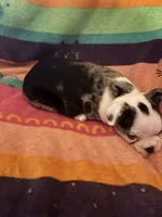 River, a male Boston Terrier for sale in De Soto, MO – 2 of 10