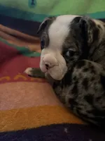 Willow, a female Boston Terrier for sale in De Soto, MO – 8 of 10