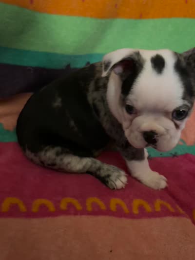 River, a male Boston Terrier for sale in De Soto, MO – 3 of 10