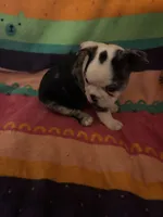 River, a male Boston Terrier for sale in De Soto, MO – 4 of 10