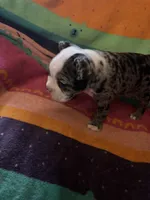 Willow, a female Boston Terrier for sale in De Soto, MO – 6 of 10