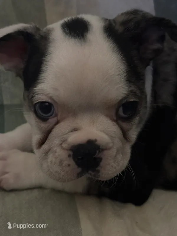 River – Boston Terrier puppy for sale in De Soto, MO