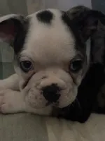 River, a male Boston Terrier for sale in De Soto, MO – 1 of 5