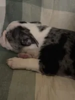 River, a male Boston Terrier for sale in De Soto, MO – 2 of 5