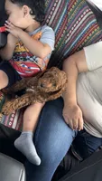 Alaska, a male Poodle - Miniature  for sale in Royse City, TX – 2 of 5