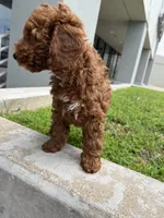 Alaska, a male Poodle - Miniature  for sale in Royse City, TX – 3 of 5