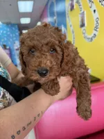 Alaska, a male Poodle - Miniature  for sale in Royse City, TX – 4 of 5