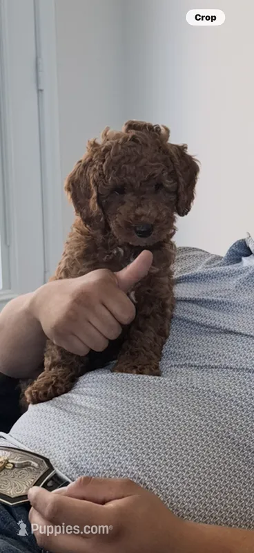 Alaska – Poodle - Miniature  puppy for sale in Royse City, TX