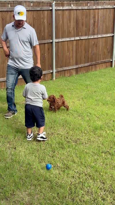 Alaska, a male Poodle - Miniature  for sale in Royse City, TX – 5 of 5