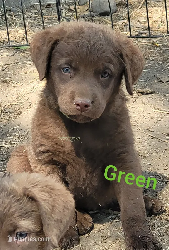 Green – Chesapeake Bay Retriever puppy for sale in Deer Park, WA