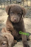 Green, a male Chesapeake Bay Retriever for sale in Deer Park, WA – 1 of 1