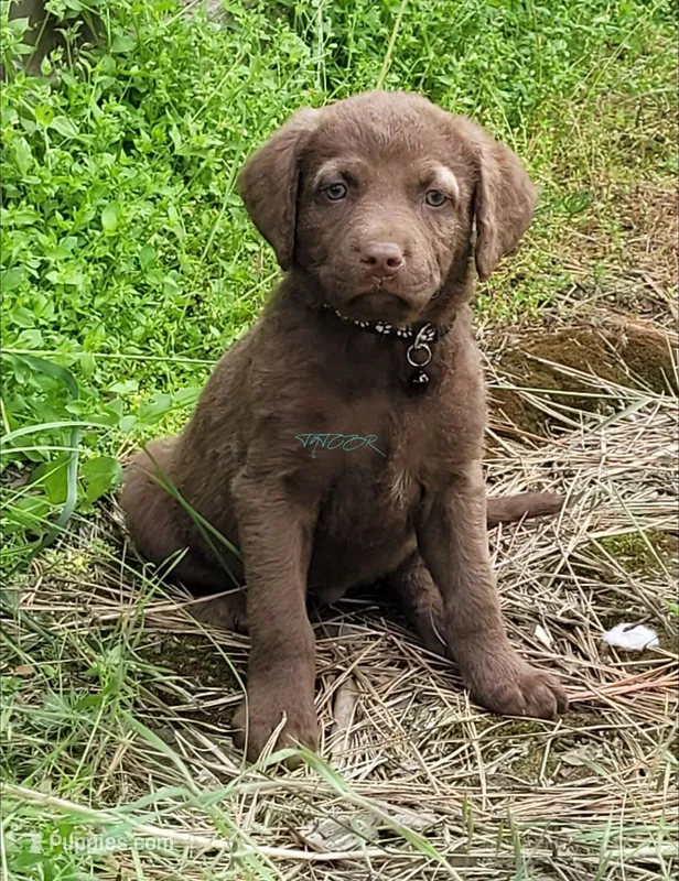 Black collar – Chesapeake Bay Retriever puppy for sale in Deer Park, WA