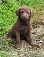 Black collar, a male Chesapeake Bay Retriever for sale in Deer Park, WA – 1 of 1