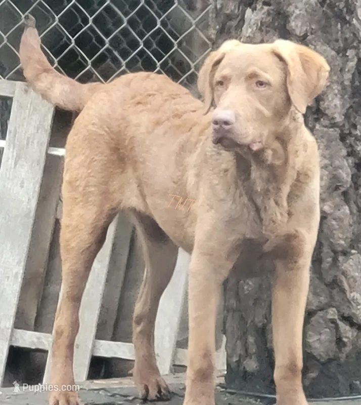 Woody – Chesapeake Bay Retriever puppy for sale in Deer Park, WA