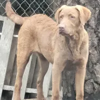 Woody, a male Chesapeake Bay Retriever for sale in Deer Park, WA – Photo 1 of 4