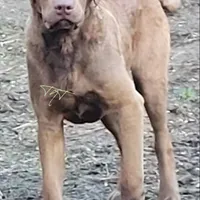 Woody, a male Chesapeake Bay Retriever for sale in Deer Park, WA – Photo 4 of 4