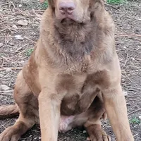 Woody, a male Chesapeake Bay Retriever for sale in Deer Park, WA – Photo 2 of 4