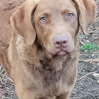 Woody, a male Chesapeake Bay Retriever for sale in Deer Park, WA – Photo 3 of 4