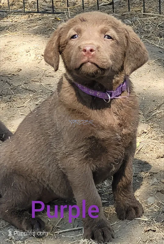 Purple – Chesapeake Bay Retriever puppy for sale in Deer Park, WA
