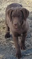Teal, a female Chesapeake Bay Retriever for sale in Deer Park, WA – 2 of 7