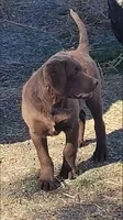Teal, a female Chesapeake Bay Retriever for sale in Deer Park, WA – 3 of 7