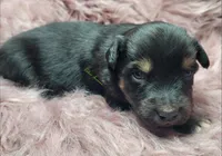 Leon, a male Miniature Australian Shepherd for sale in Deer Park, WA – Photo 2 of 2