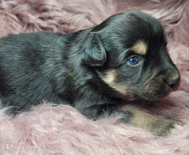 Leon – Miniature Australian Shepherd puppy for sale in Deer Park, WA